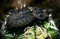 /album/coleoptera/scotobius-miliaris-1-jpg/